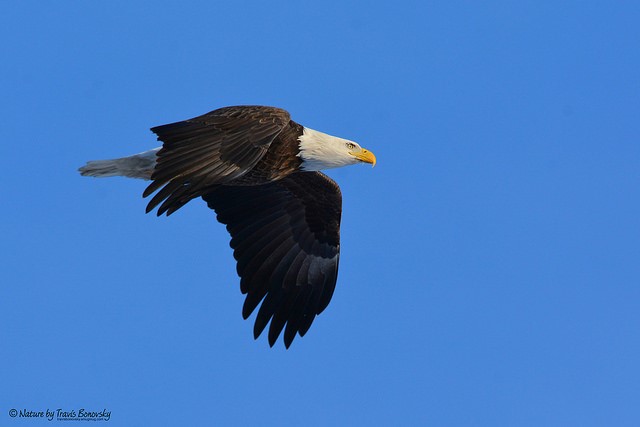 The trademark white head and tail feathers of the bald eagle do not appear until it reaches age four or five. Bald eagles can often be seen soaring above and near Historic Pilot Knob. Photo courtesy of Travis Bonvosky. 